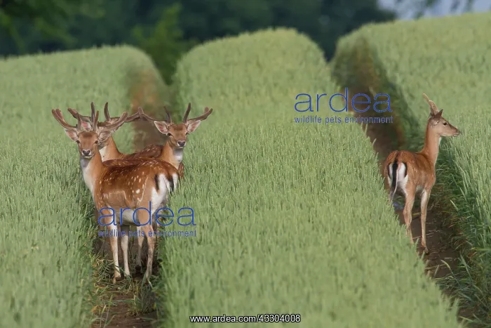 : Fallow Deer - stags in grain field - Germany : Fallow Deer - stags in grain field - Germany