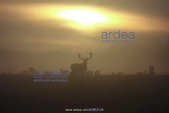 : Fallow Deer - at sunrise : Fallow Deer - at sunrise