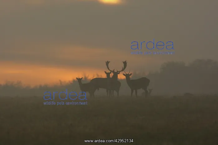 : Fallow Deer - at sunrise : Fallow Deer - at sunrise