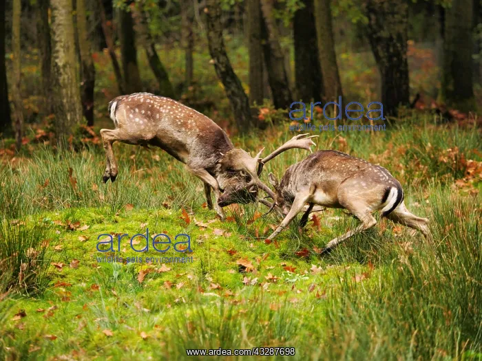 : Fallow Deer-two bucks fighting in rut season, Germany : Fallow Deer-two bucks fighting in rut season, Germany