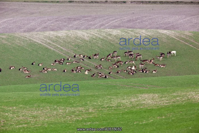 : Fallow Deer- in wheat field showing crop damage : Fallow Deer- in wheat field showing crop damage