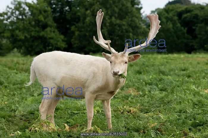 : Fallow Deer - white male in velvet - grazing on bracken : Fallow Deer - white male in velvet - grazing on bracken