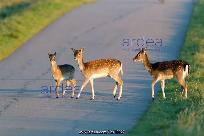 : Fallow Deer - three young animals crossing road : Fallow Deer - three young animals crossing road