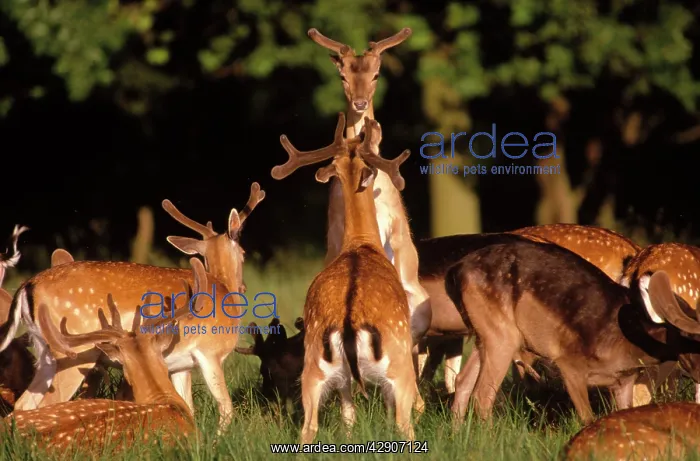 : Fallow DEER - young males in combat : Fallow DEER - young males in combat