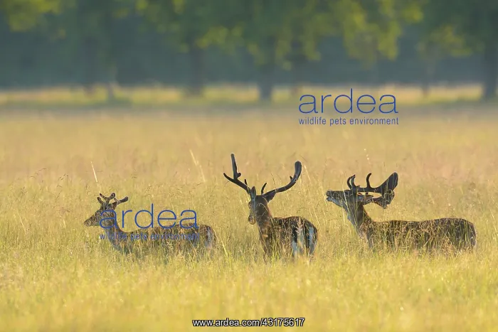 : Fallow Deers (Cervus dama), Hesse, Germany, Europe : Fallow Deers (Cervus dama), Hesse, Germany, Europe