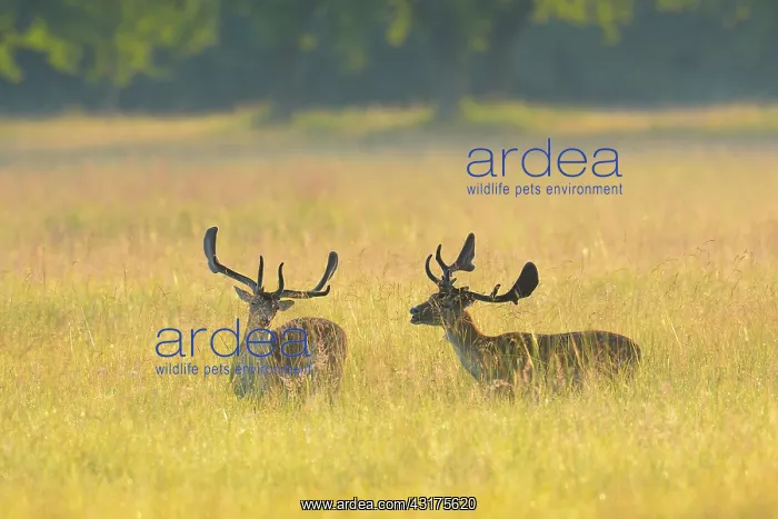 : Fallow Deers (Cervus dama), Hesse, Germany, Europe : Fallow Deers (Cervus dama), Hesse, Germany, Europe
