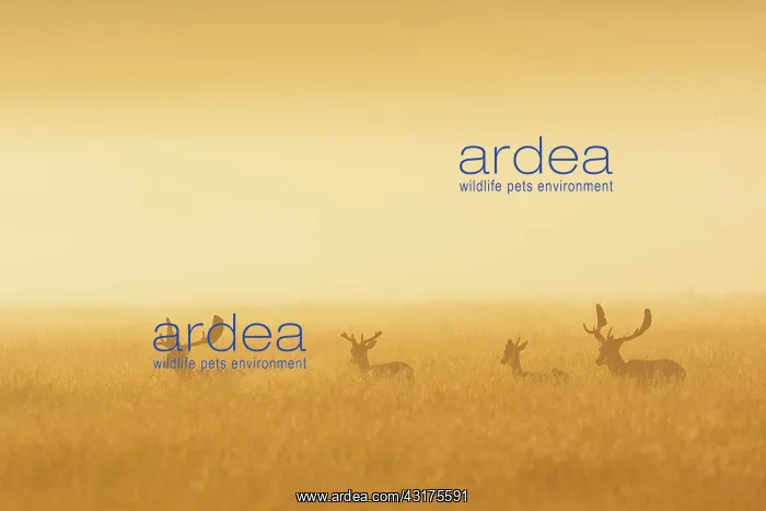 : Fallow Deers (Cervus dama) on misty morning at sunrise : Fallow Deers (Cervus dama) on misty morning at sunrise