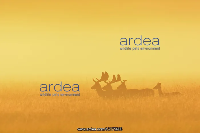 : Fallow Deers (Cervus dama) on misty morning at sunrise : Fallow Deers (Cervus dama) on misty morning at sunrise