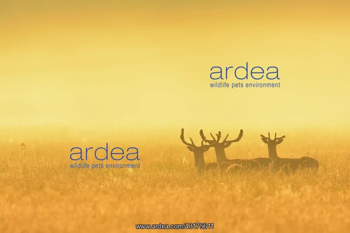 : Fallow Deers (Cervus dama) on misty morning at sunrise : Fallow Deers (Cervus dama) on misty morning at sunrise