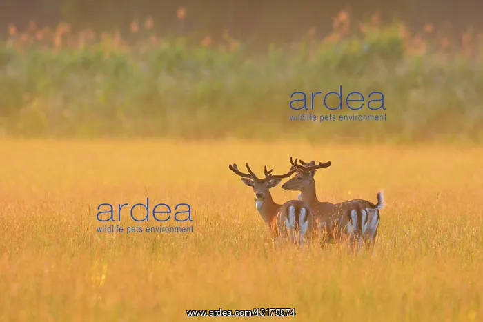 : Fallow Deers (Cervus dama) at sunrise, Hesse, Germany : Fallow Deers (Cervus dama) at sunrise, Hesse, Germany