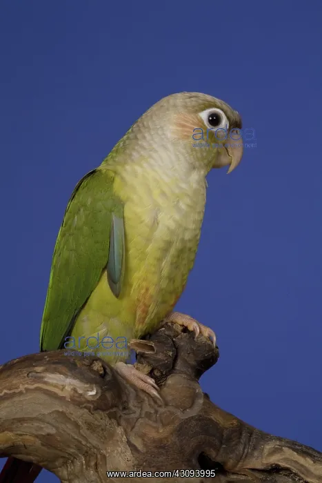 : Fallow Green-Cheeked Conure : Fallow Green-Cheeked Conure