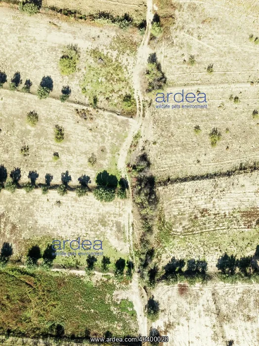 : Fallow land. Aerial view. Drone shot. Granada province : Fallow land. Aerial view. Drone shot. Granada province