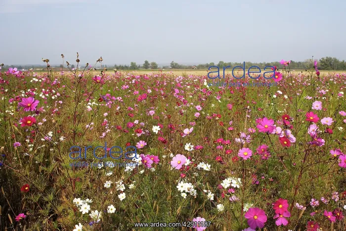 : Fallow Land - wild flowers including Cosmos and cornflowers : Fallow Land - wild flowers including Cosmos and cornflowers