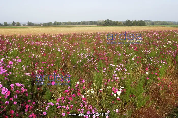 : Fallow Land - wild flowers including Cosmos and cornflowers : Fallow Land - wild flowers including Cosmos and cornflowers