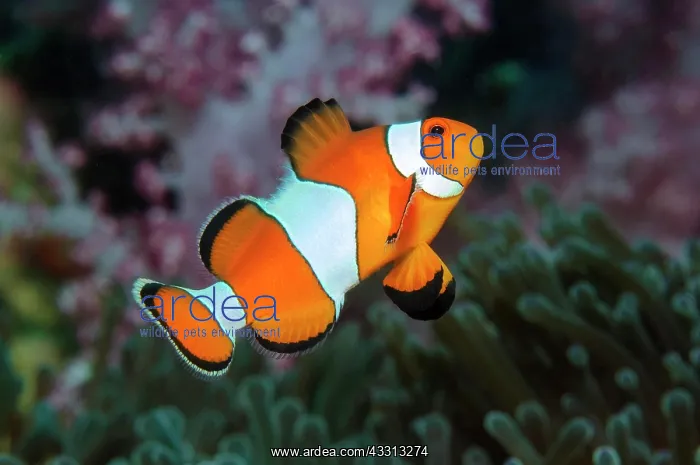 : Falscher Anemonenfisch (Amphiprion ocellaris), Andamanensee : Falscher Anemonenfisch (Amphiprion ocellaris), Andamanensee