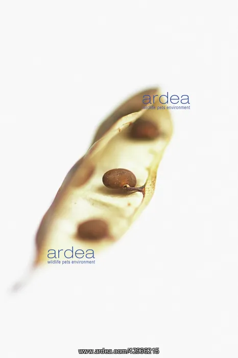 : False Acacia : False Acacia