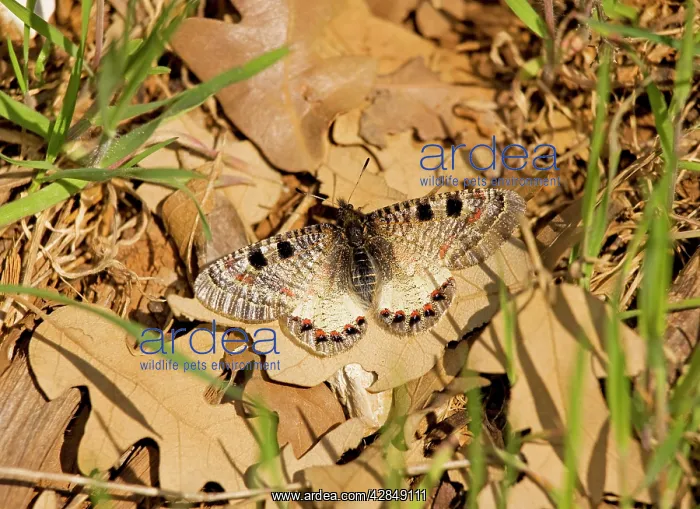 : False Apollo butterfly - female settled on leaf in the sun : False Apollo butterfly - female settled on leaf in the sun