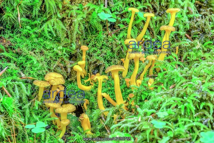  : False chanterelles on moss, Bauges, Northern Alps