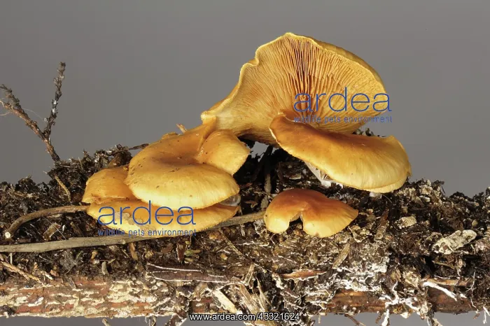 : False chantrelle : False chantrelle