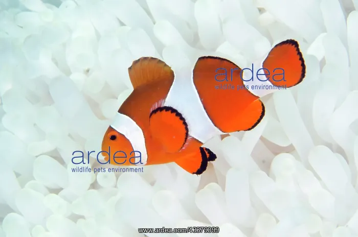 : False Clown Anemonefish : False Clown Anemonefish