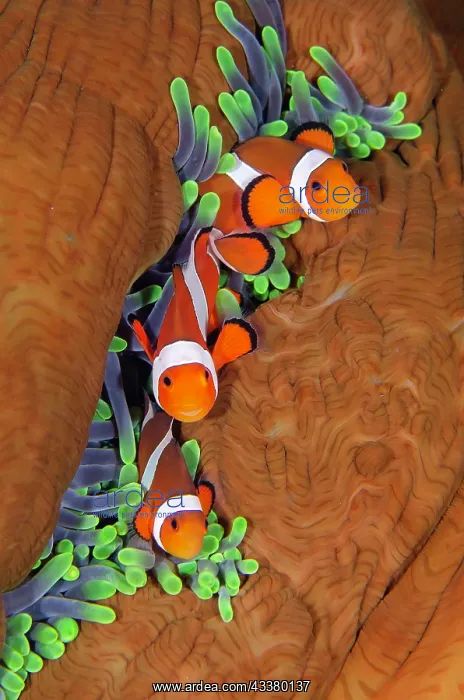 : False Clown Anemonefish : False Clown Anemonefish