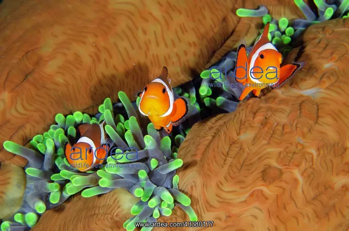 : False Clown Anemonefish : False Clown Anemonefish