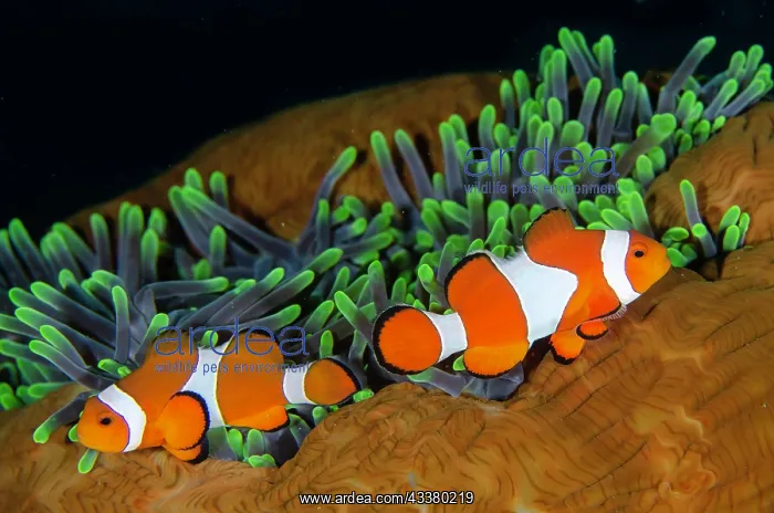 : False Clown Anemonefish : False Clown Anemonefish