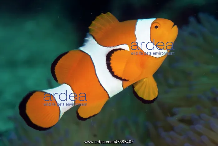 : False Clown Anemonefish : False Clown Anemonefish
