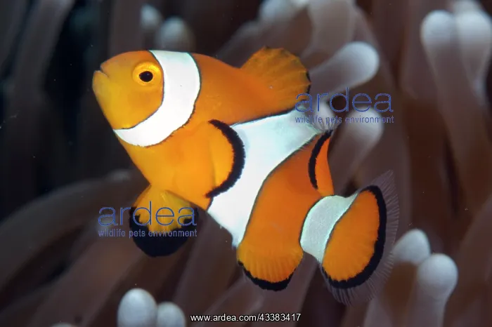 : False Clown Anemonefish : False Clown Anemonefish