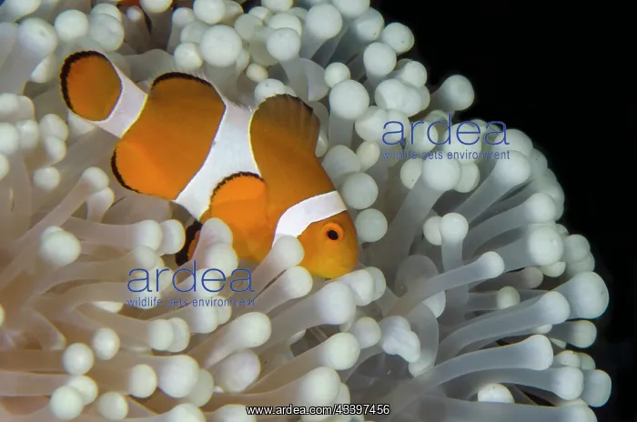 : False Clown Anemonefish : False Clown Anemonefish