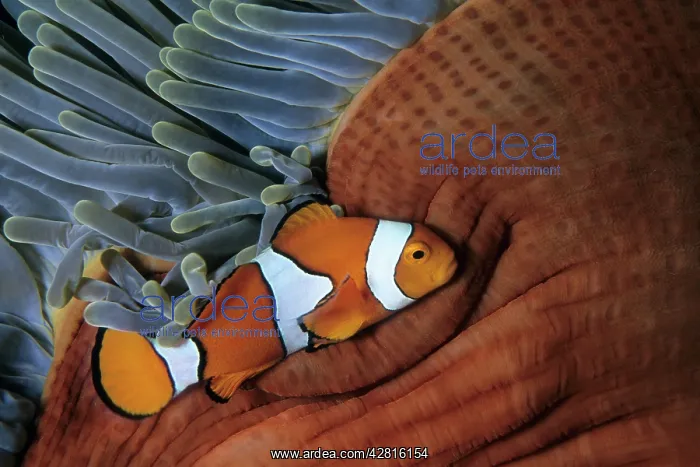 : False clown anemonefish, Amphiprion ocellaris, Walindi, West : False clown anemonefish, Amphiprion ocellaris, Walindi, West