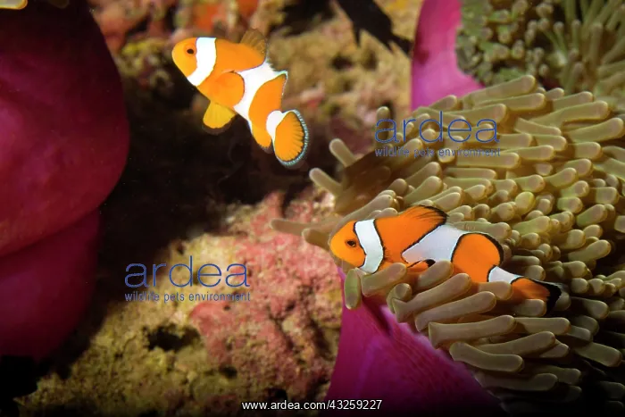 : False Clown Anemonefish (Amphiprion ocellaris) : False Clown Anemonefish (Amphiprion ocellaris)