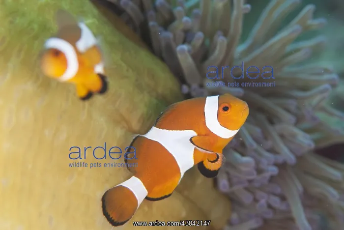 : False Clown Anemonefish - in Magnificent Sea Anemone : False Clown Anemonefish - in Magnificent Sea Anemone
