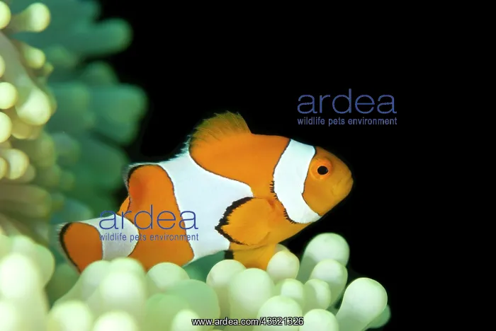 : False Clown Anemonefish - in Magnificent Sea Anemone : False Clown Anemonefish - in Magnificent Sea Anemone