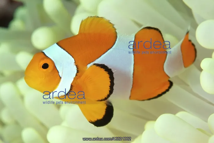 : False Clown Anemonefish - in Magnificent Sea Anemone : False Clown Anemonefish - in Magnificent Sea Anemone