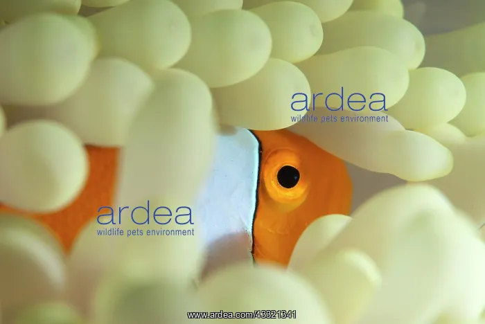 : False Clown Anemonefish - in Magnificent Sea Anemone : False Clown Anemonefish - in Magnificent Sea Anemone
