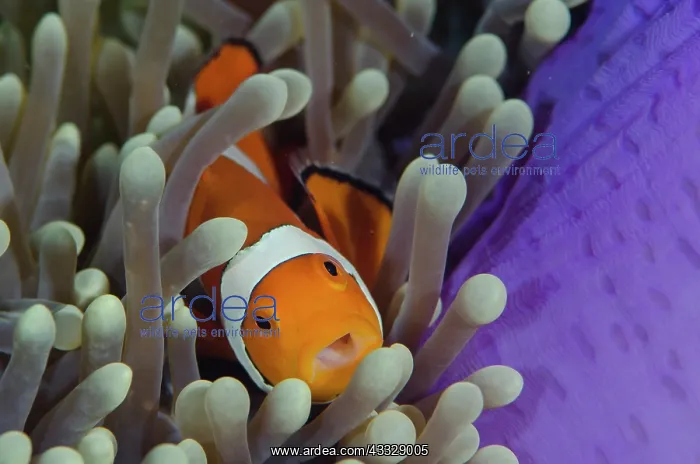 : False Clown Anemonefish - in Magnificent Sea Anemone : False Clown Anemonefish - in Magnificent Sea Anemone