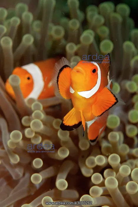 : False Clown Anemonefish pair in Magnificent Sea : False Clown Anemonefish pair in Magnificent Sea