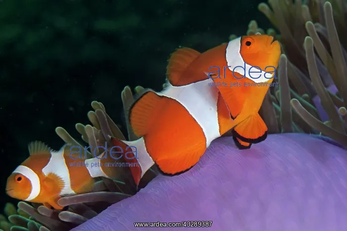 : False Clown Anemonefish - pair in Magnificent Sea : False Clown Anemonefish - pair in Magnificent Sea
