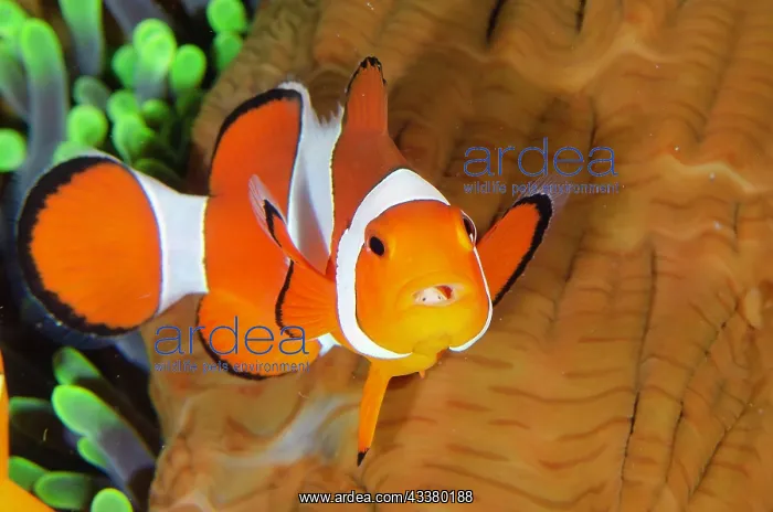 : False Clown Anemonefish with Tongue-biter Cymathoid Isopod : False Clown Anemonefish with Tongue-biter Cymathoid Isopod
