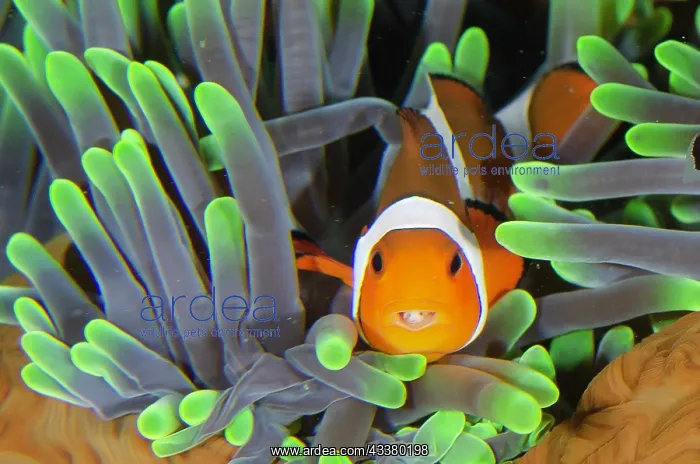 : False Clown Anemonefish with Tongue-biter Cymathoid Isopod : False Clown Anemonefish with Tongue-biter Cymathoid Isopod