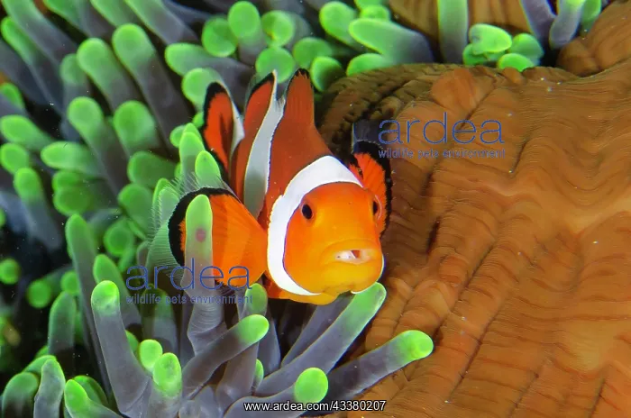 : False Clown Anemonefish with Tongue-biter Cymathoid Isopod : False Clown Anemonefish with Tongue-biter Cymathoid Isopod
