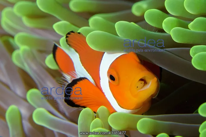 : False Clown Anemonefish with Tongue-biter Cymathoid Isopod : False Clown Anemonefish with Tongue-biter Cymathoid Isopod