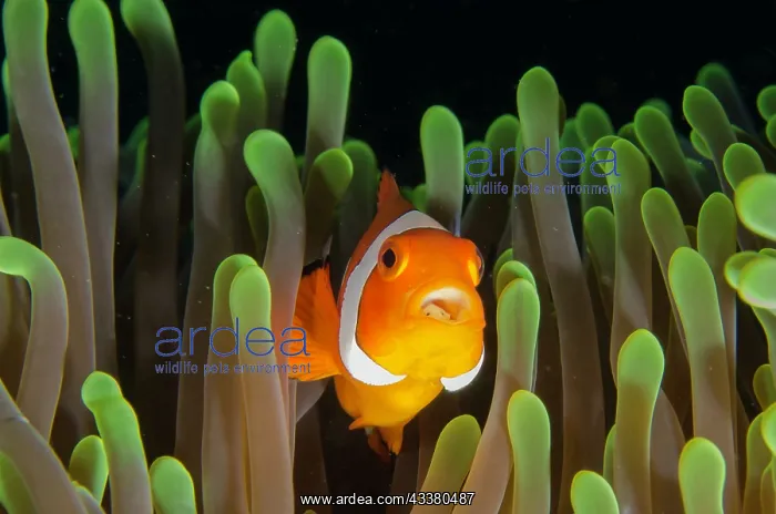 : False Clown Anemonefish with Tongue-biter Cymathoid Isopod : False Clown Anemonefish with Tongue-biter Cymathoid Isopod