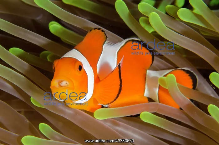 : False Clown Anemonefish with Tongue-biter Cymathoid Isopod : False Clown Anemonefish with Tongue-biter Cymathoid Isopod