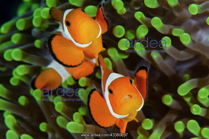 : False Clown Anemonefish with Tongue-biter Cymathoid Isopod : False Clown Anemonefish with Tongue-biter Cymathoid Isopod