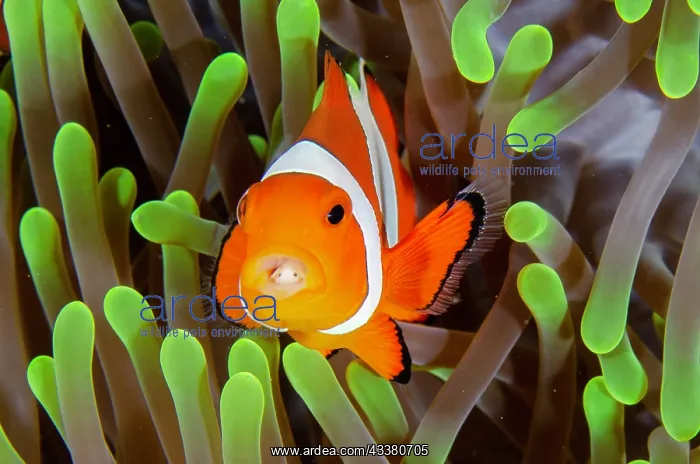: False Clown Anemonefish with Tongue-biter Cymathoid Isopod : False Clown Anemonefish with Tongue-biter Cymathoid Isopod