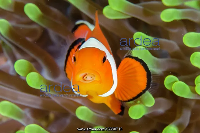 : False Clown Anemonefish with Tongue-biter Cymathoid Isopod : False Clown Anemonefish with Tongue-biter Cymathoid Isopod