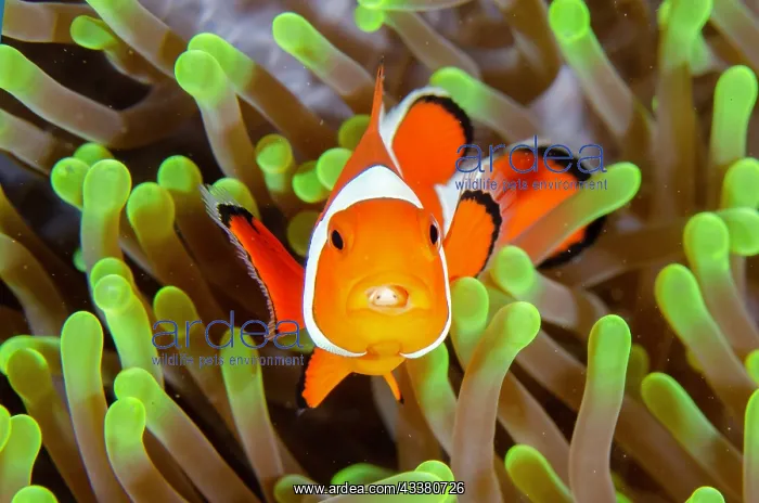 : False Clown Anemonefish with Tongue-biter Cymathoid Isopod : False Clown Anemonefish with Tongue-biter Cymathoid Isopod