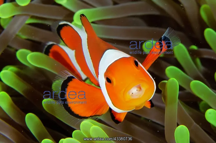 : False Clown Anemonefish with Tongue-biter Cymathoid Isopod : False Clown Anemonefish with Tongue-biter Cymathoid Isopod